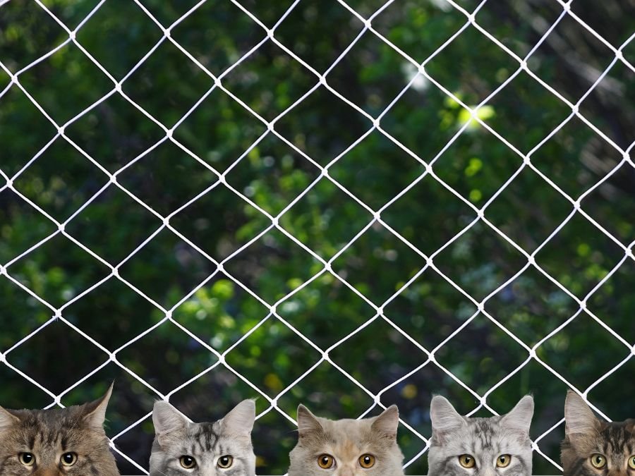 Rede de Proteção Para Piscina em Doutor Ulysses