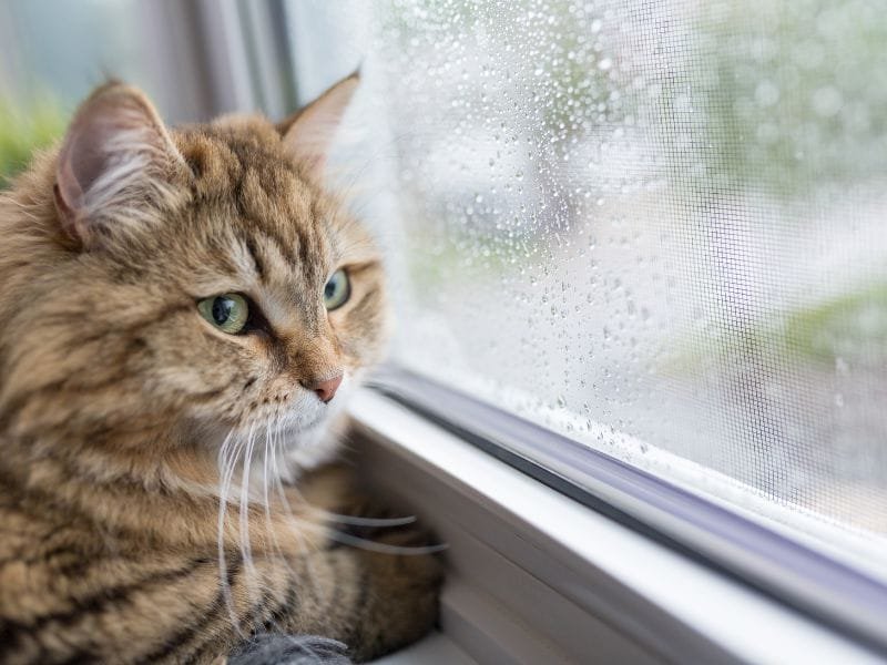 Rede de Proteção em Ganchinho Curitiba
