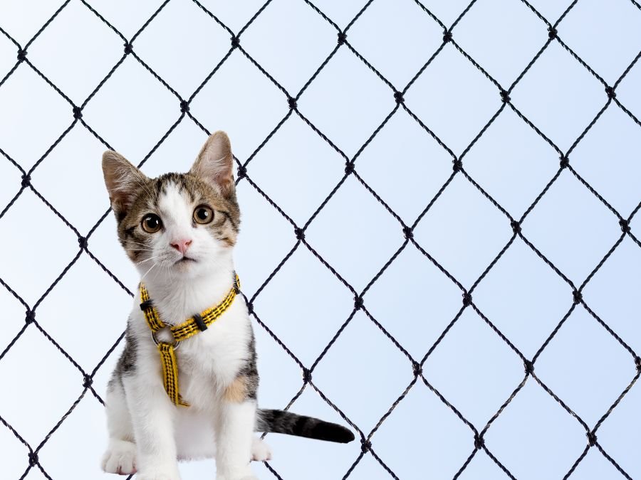 Rede de Proteção para Gatos em Agudos do Sul