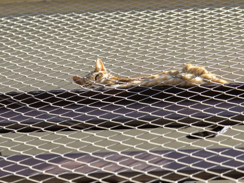 Rede de Proteção para Gatos em Cascatinha, Curitiba