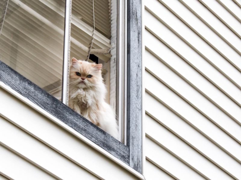 Rede de Proteção para Gatos em Doutor Ulysses
