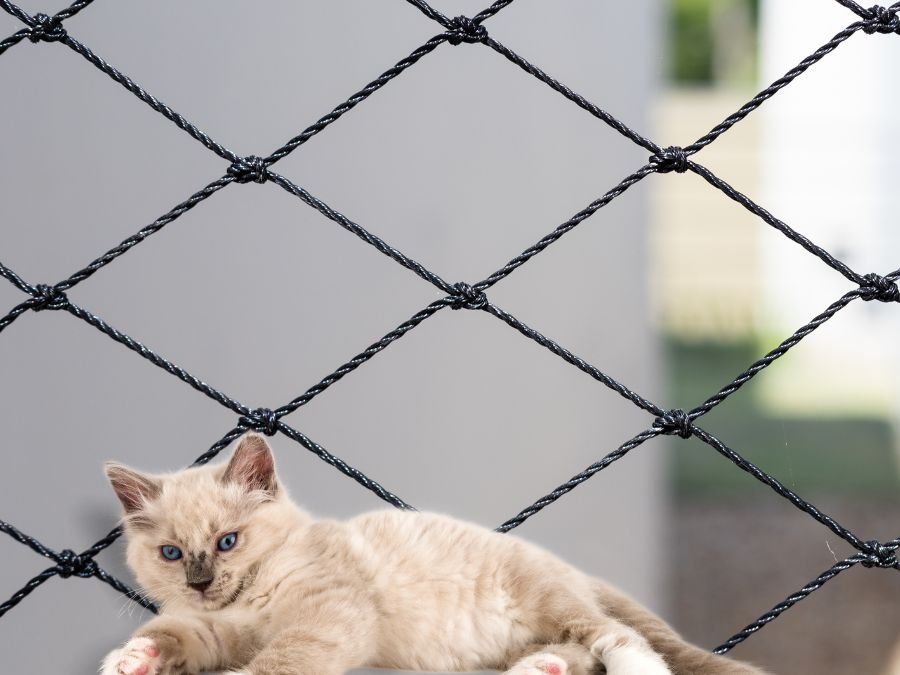 Rede de Proteção para Gatos em Fanny, Curitiba