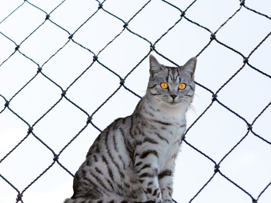 Rede de Proteção para Gatos em Ganchinho, Curitiba