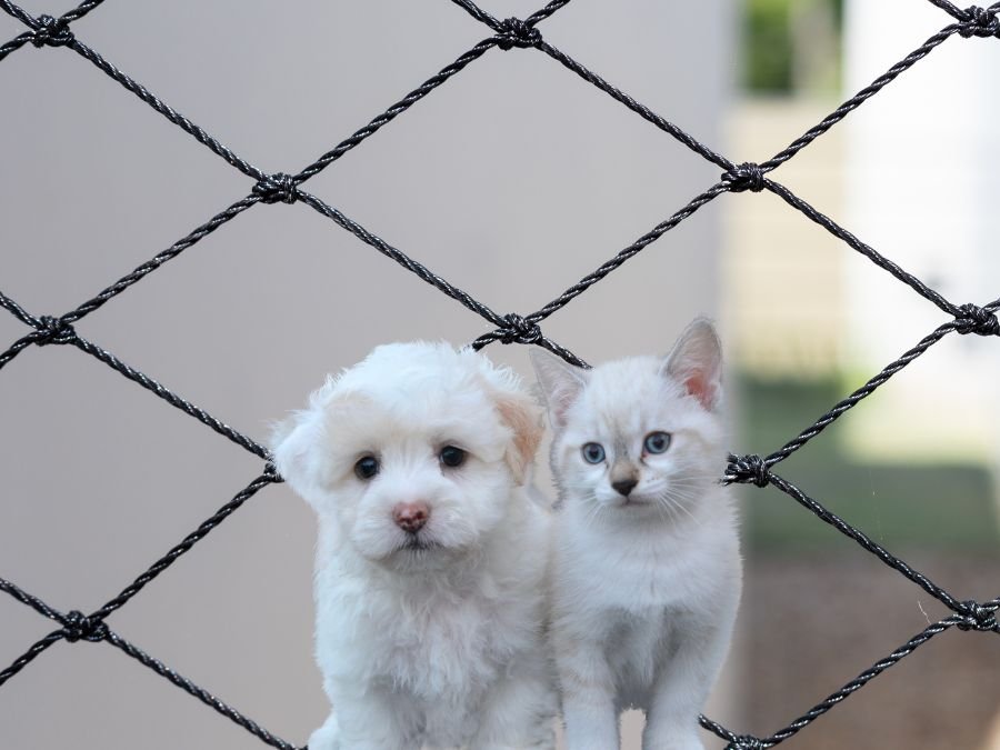 Rede de Proteção para Gatos em Hauer, Curitiba