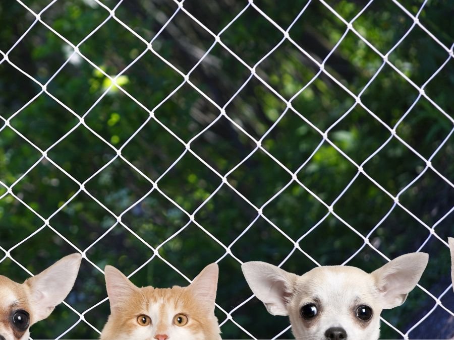 Rede de Proteção para Gatos em Jardim Social, Curitiba