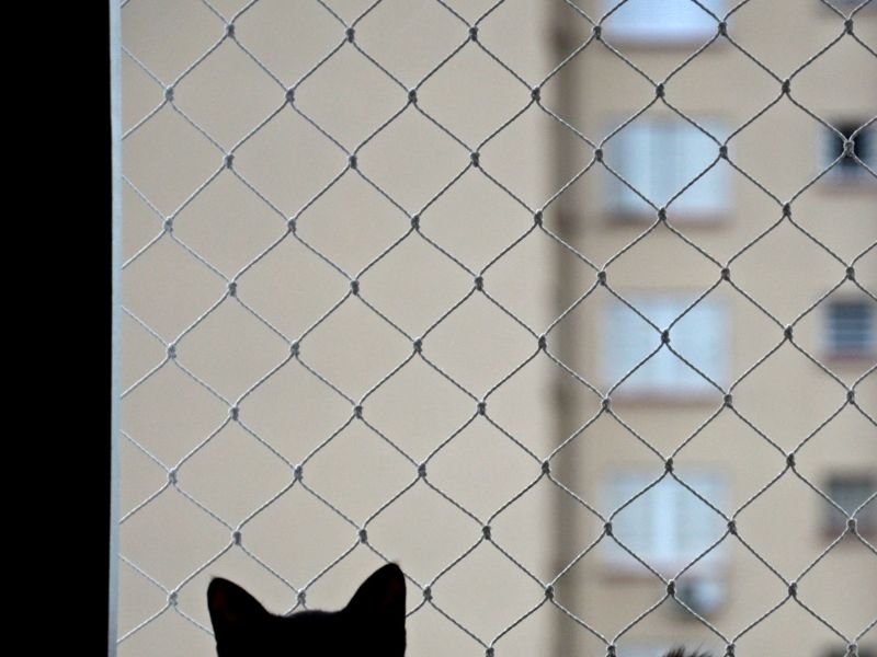 Rede de Proteção para Gatos em Parolin, Curitiba