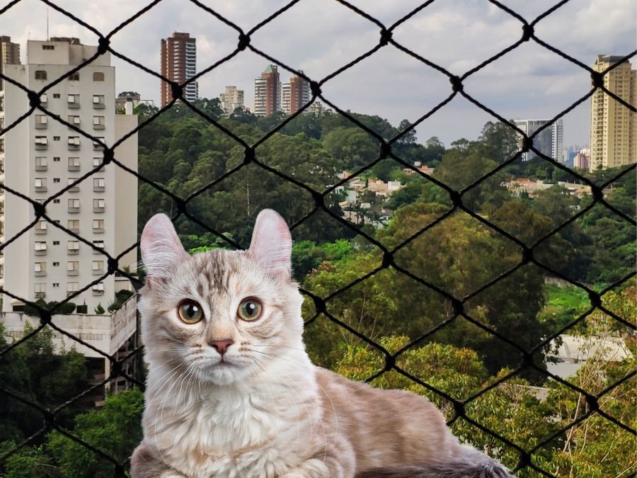 Rede de Proteção para Gatos em Pinheirinho, Curitiba