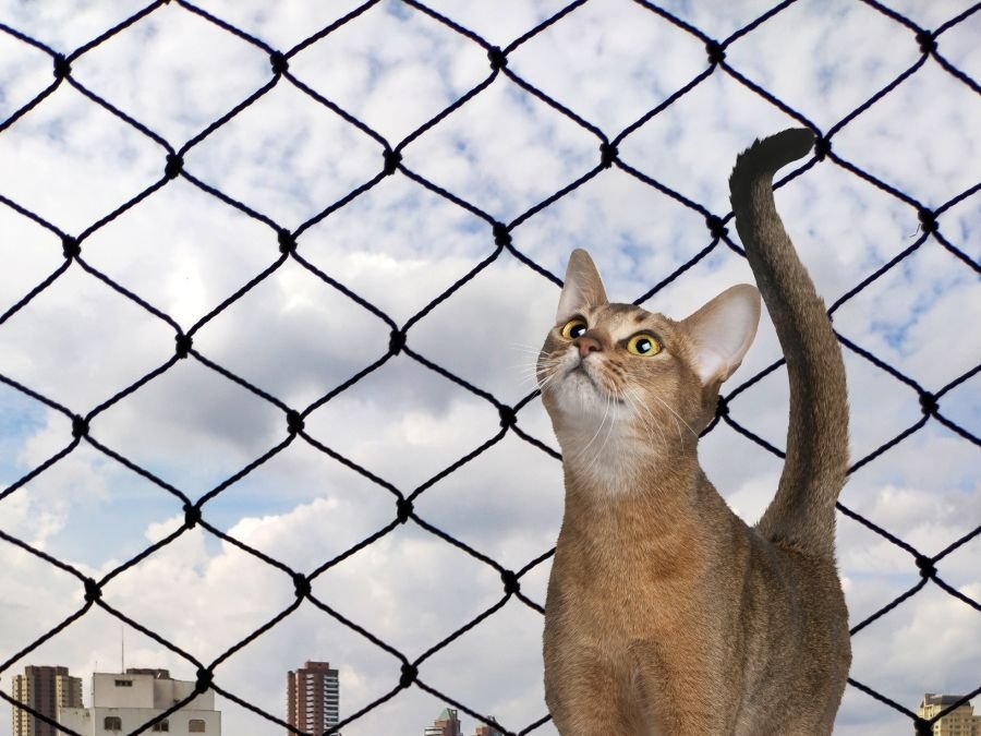 Rede de Proteção para Gatos em São Francisco, Curitiba