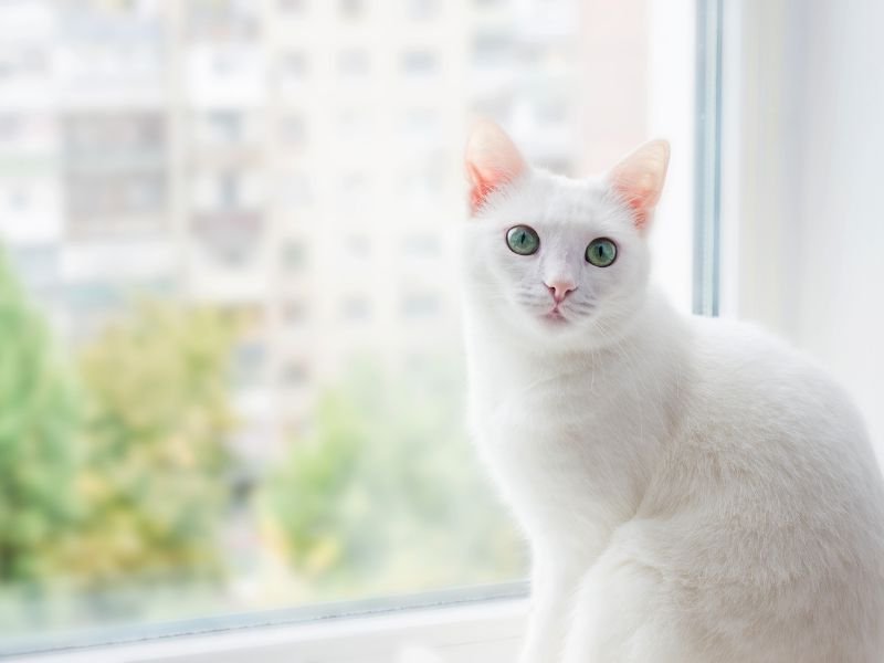 Rede de Proteção para Gatos em Tingui, Curitiba