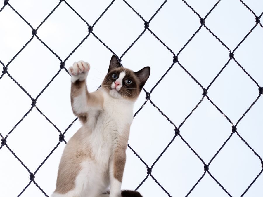 Rede de Proteção para Gatos em Abranches