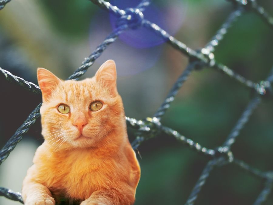 Rede de Proteção para Gatos em Agudos do Sul