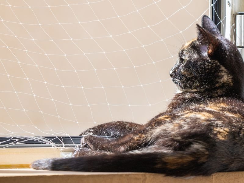 Rede de Proteção para Gatos em Capão da Imbuia