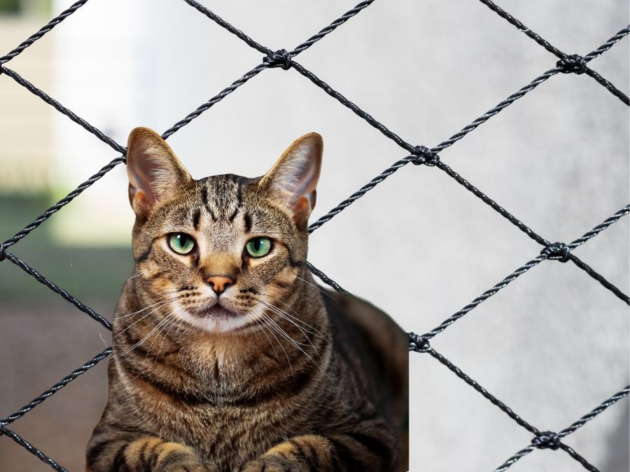 Rede de Proteção para Gatos em Centro Histórico Curitiba