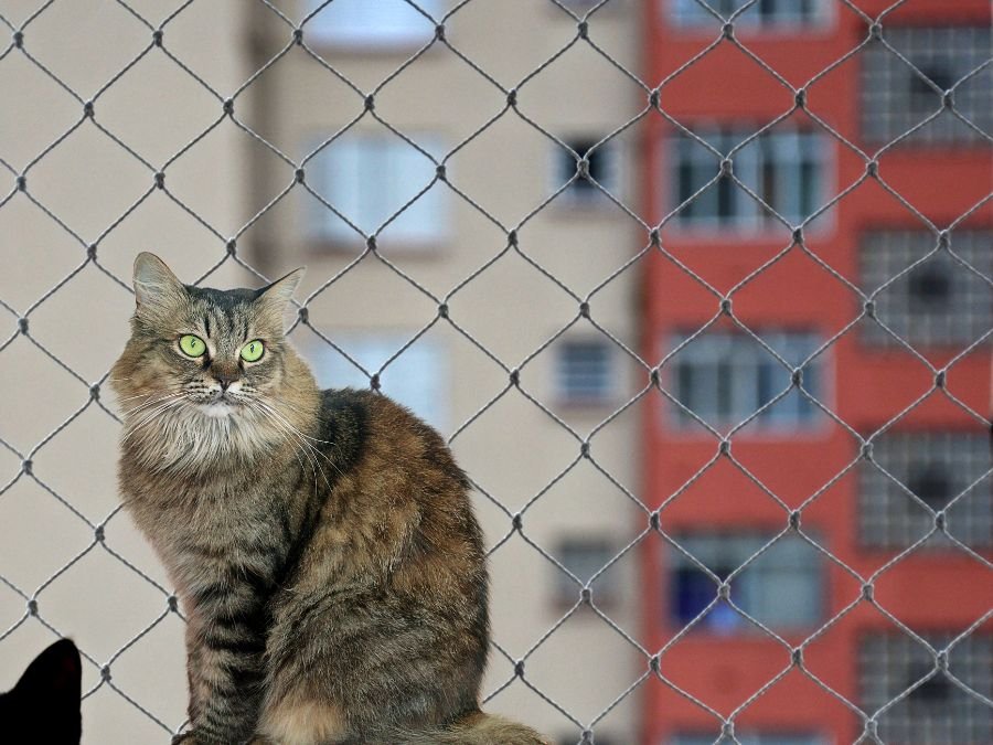 Rede de Proteção para Gatos em Cidade Industrial Curitiba