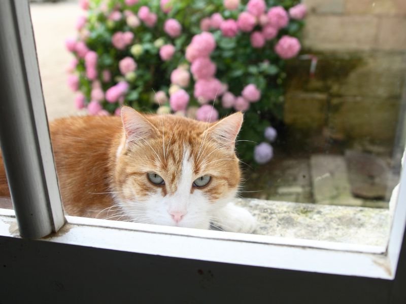 Rede de Proteção para Gatos em Fanny