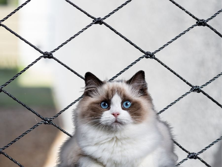 Rede de Proteção para Gatos em Lamenha Pequena