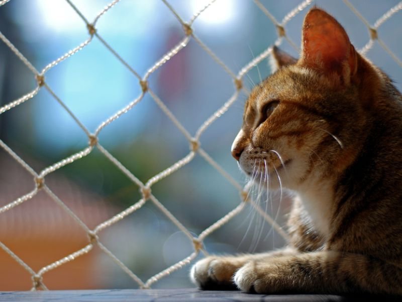 Rede de Proteção para Gatos em Lindóia Curitiba