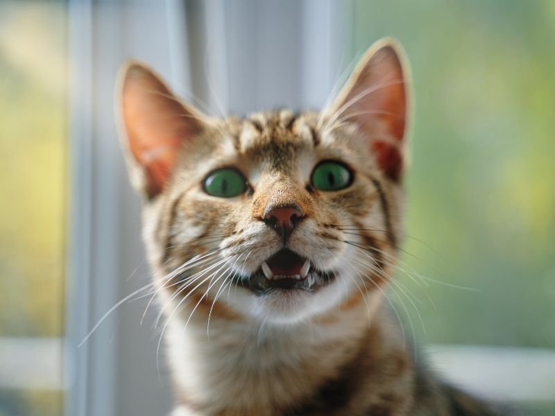 Rede de Proteção para Gatos em Prado Velho Curitiba