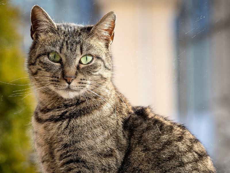 Rede de Proteção para Gatos em Riviera Curitiba