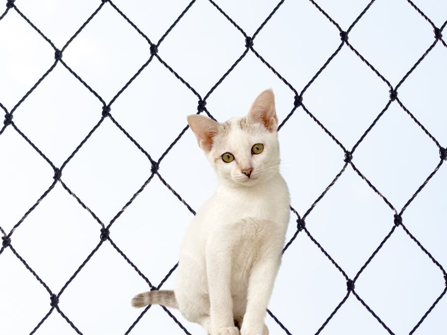 Rede de Proteção para Gatos em Santa Cândida