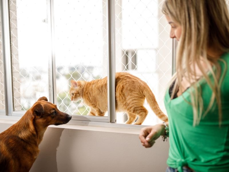 Rede de Proteção para Gatos em São Lourenço