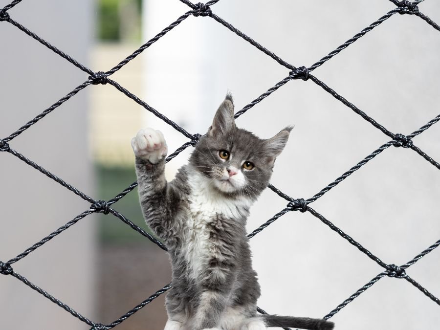 Rede de Proteção para Gatos em Seminário Curitiba