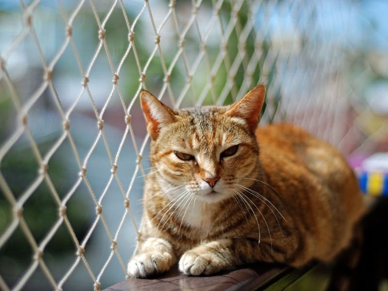 Rede de Proteção para Janelas em Fanny
