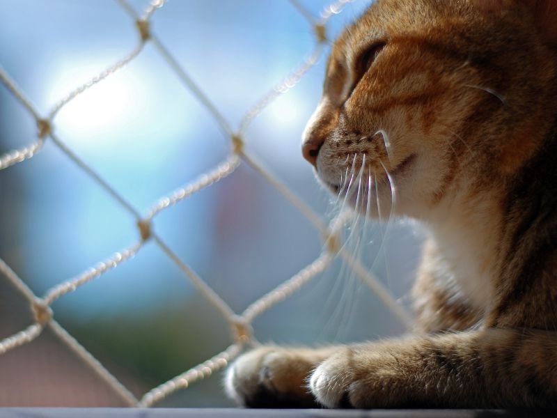 Rede de Segurança para Gatos em Bocaiúva do Sul