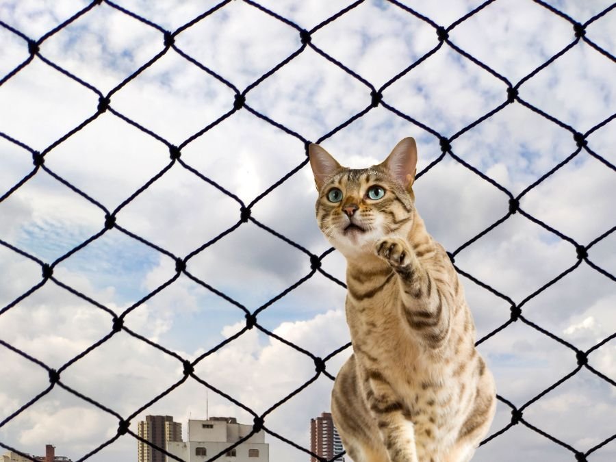 Rede de Segurança para Gatos em Bocaiúva do Sul