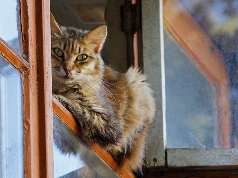 Rede de Segurança para Gatos em Campo Largo