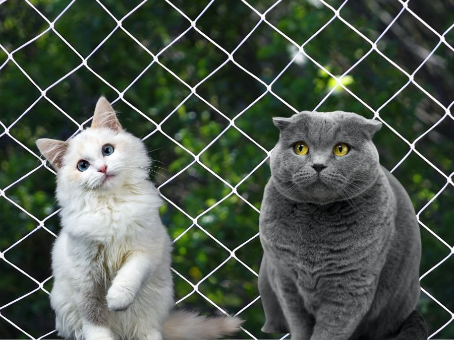 Rede de Segurança para Gatos em Quatro Barras