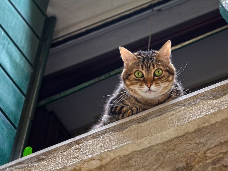 Redes de Proteção em Adrianópolis