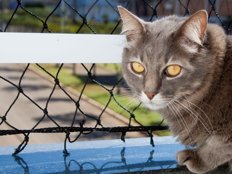 Redes de Segurança Para Piscinas em Quatro Barras