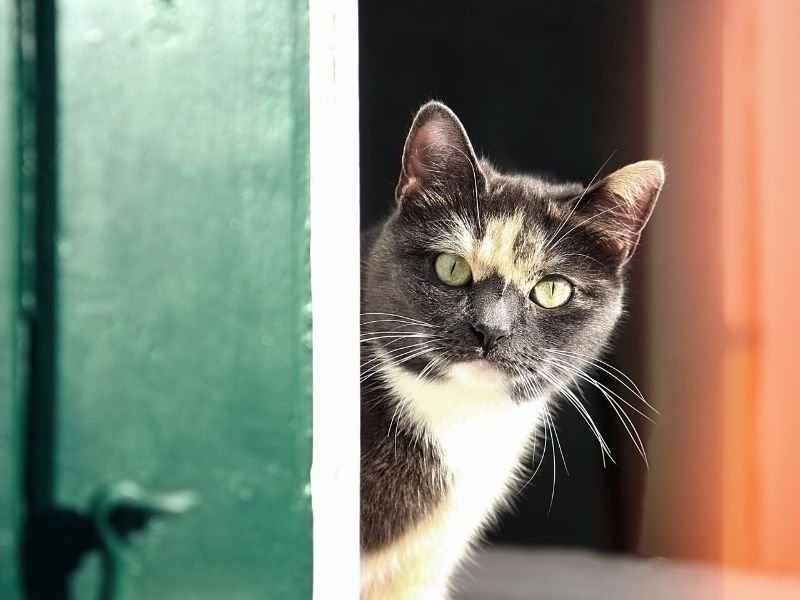 Redes de Segurança em Quatro Barras