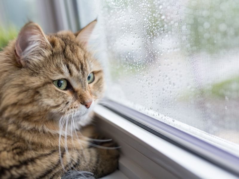 Tela Mosquiteira em Mossunguê (Ecoville), Curitiba