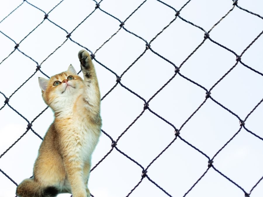 Tela de Proteção em Campo Largo