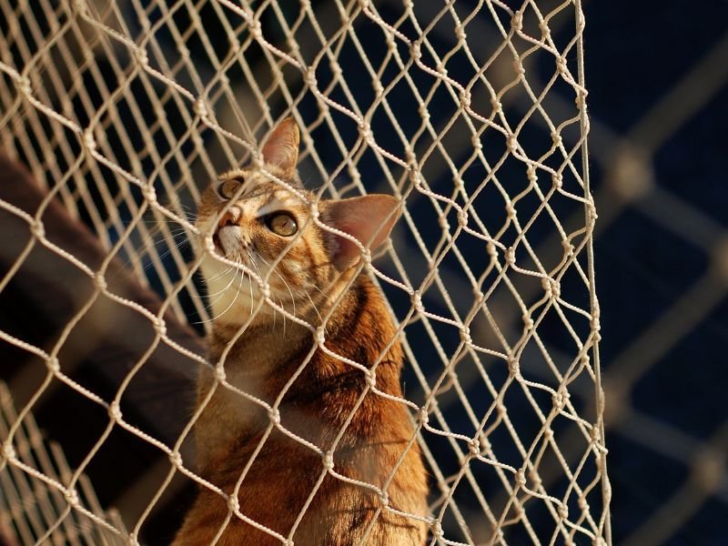Tela de Proteção para Gatos em Almirante Tamandaré