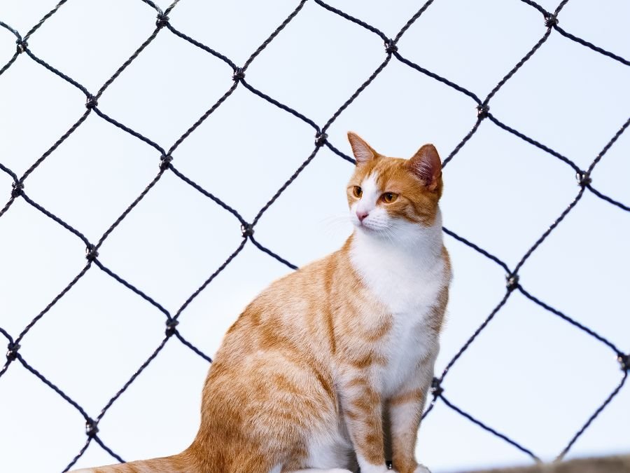 Tela de Segurança para Gatos em Balsa Nova