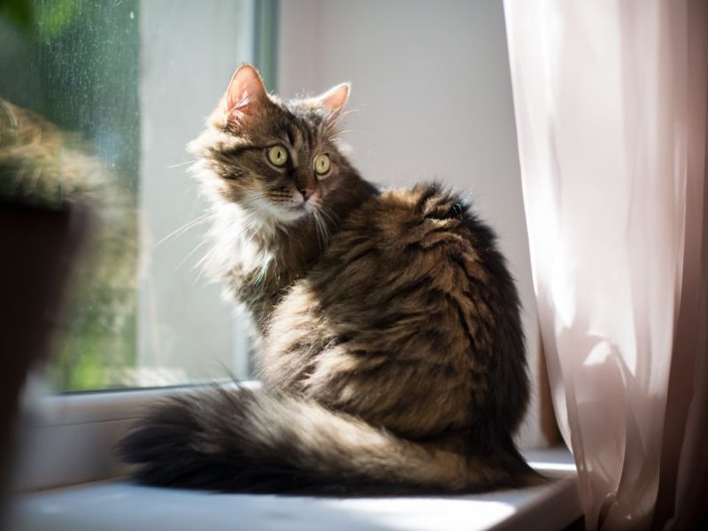 Tela de Segurança para Gatos em Mandirituba