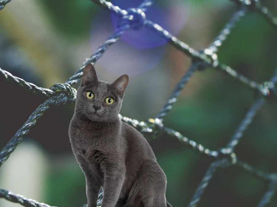 Telas de Segurança em Balsa Nova