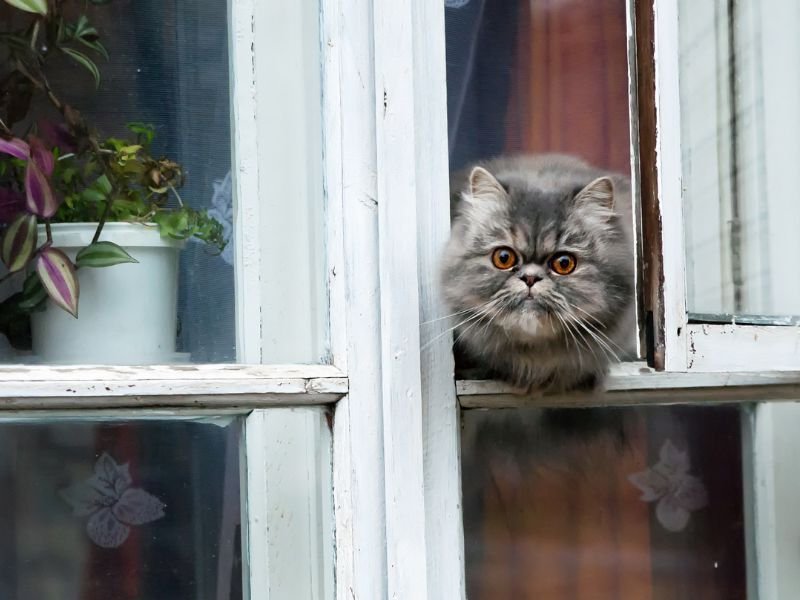 Telas de Segurança para Janelas em Piraquara